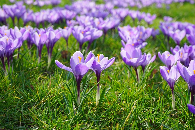 crocus